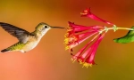 20 De fapte uimitoare despre hummingbirds